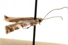 Cryptolectica bifasciata