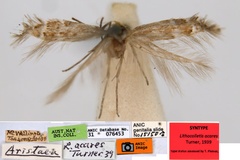 Aristaea acares