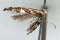 Phyllonorycter ololua