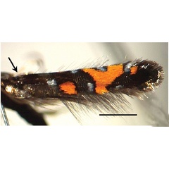 /filer/webapps/moths_gc/media/images/S/succedanea_Philodoria_A_Kobayashi-et-al_2018_123_3.jpg