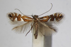 Phyllonorycter junoniella