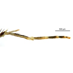 /filer/webapps/moths_gc/media/images/B/breynella_Diphtheroptila_PT2_leg_ANIC.jpg