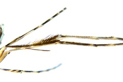 Diphtheroptila glochidia