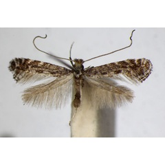 /filer/webapps/moths_gc/media/images/T/tenella_Parornix_A_ZSM.jpg