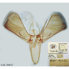 /filer/webapps/moths_gc/media/images/H/hauderi_Caloptilia_GM_ZMUC.jpg