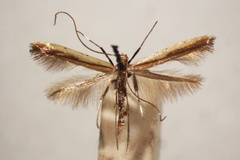 Caloptilia similatella