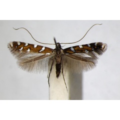 /filer/webapps/moths_gc/media/images/I/imperialella_Dialectica_A_ZSM_3.jpg