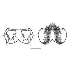 /filer/webapps/moths_gc/media/images/A/ambrosiavora_Atacamaptilia_head4_Espinoza-Donoso-etal_2022_412.jpg