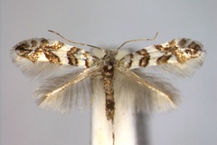 Phyllonorycter acerifoliella