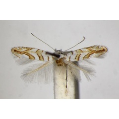 /filer/webapps/moths_gc/media/images/O/ochreojunctella_Phyllonorycter_HT_ZSM.jpg