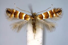 Phyllonorycter nicellii