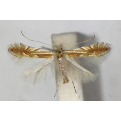 /filer/webapps/moths_gc/media/images/M/mirbeckifoliae_Phyllonorycter_PT_ZSM_4.jpg
