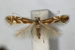 Phyllonorycter myricae