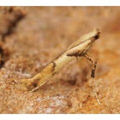 /filer/webapps/moths_gc/media/images/H/honoratella_Caloptilia_Plant_2022_28d.jpg