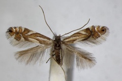 Phyllonorycter strigulatella