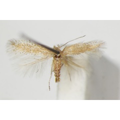 /filer/webapps/moths_gc/media/images/B/bartolomella_Phyllonorycter_PT_ZSM_6.jpg