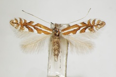 Phyllonorycter cerasinella