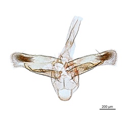 /filer/webapps/moths_gc/media/images/C/cyanospila_Conopomorpha_PLT_GM_BMNH_22189.jpg