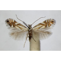 /filer/webapps/moths_gc/media/images/R/rajella_alniella_Phyllonorycter_A_ZSM.jpg