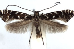 Parornix pfaffenzelleri