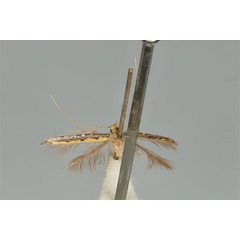 /filer/webapps/moths_gc/media/images/P/pyrochroma_Cuphodes_PLT_ANIC31-087226_wing.jpg