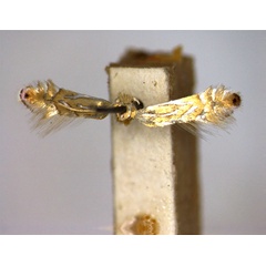 /filer/webapps/moths_gc/media/images/F/felinella_Phyllonorycter_PT_EIHU_male.jpg