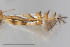 Phyllocnistis elongata