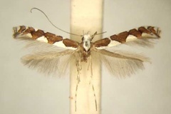 Dialectica praegemina