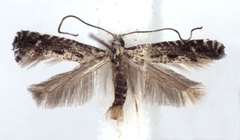 /filer/webapps/moths_gc/media/images/S/scoticella_Parornix_A_WJDP.jpg