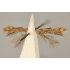 /filer/webapps/moths_gc/media/images/E/enchalcoa_Phyllonorycter_ST_ANIC31-075609_ventral.jpg
