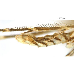 /filer/webapps/moths_gc/media/images/B/breynella_Diphtheroptila_PT3_legs_ANIC.jpg