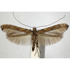 /filer/webapps/moths_gc/media/images/F/falconipennella_Caloptilia_A_ZSM.jpg