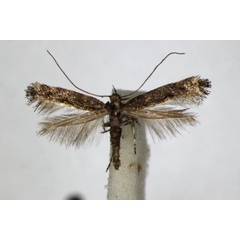 /filer/webapps/moths_gc/media/images/P/phasianipennella_Calybites_A_ZSM.jpg