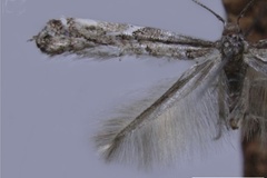 Leurocephala chilensis