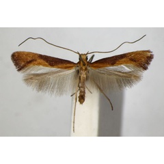 /filer/webapps/moths_gc/media/images/A/aurantiaca_Caloptilia_A_ZSM_2.jpg