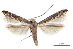 Epicephala xerocarpa