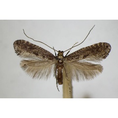 /filer/webapps/moths_gc/media/images/P/petiolella_Parornix_A_ZSM.jpg