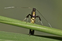 Caloptilia magnifica