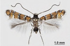 Chrysaster ostensackenella