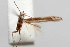 Metacercops praestricta