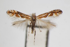 Phyllonorycter ringoniella