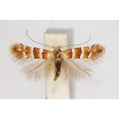 /filer/webapps/moths_gc/media/images/C/chrysella_Phyllonorycter_A_ZSM_2.jpg