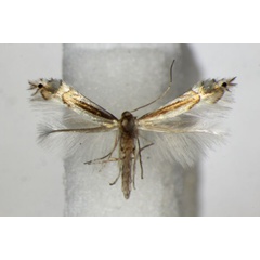 /filer/webapps/moths_gc/media/images/S/saligna_Phyllocnistis_A_ZSM.jpg