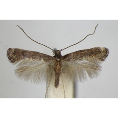 /filer/webapps/moths_gc/media/images/L/latifoliella_Metriochroa_A_ZSM_3.jpg