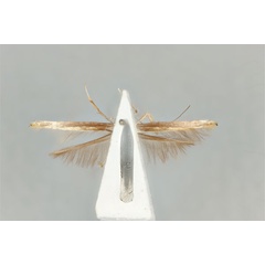/filer/webapps/moths_gc/media/images/P/pyrochroma_Cuphodes_LT_ANIC31-087225_ventral.jpg
