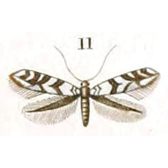 /filer/webapps/moths_gc/media/images/A/acernella_Elachista_HT_Duponchel_76-11.jpg