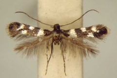 Metriochroa argyrocelis