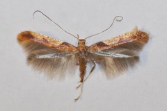 Caloptilia fribergensis