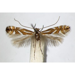 /filer/webapps/moths_gc/media/images/D/deschkai_Phyllonorycter_PT_ZSM_4.jpg