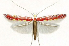Macarostola formosa